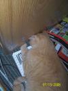 <img100*0:stuff/z/179797/Cat%2520Photos%25202/64.jpg>