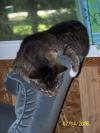 <img100*0:stuff/z/179797/Cat%2520Photos%25202/65.jpg>