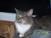 <img100*0:stuff/z/179797/Cat%2520Photos%25202/66.jpg>