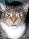 <img100*0:stuff/z/179797/Cat%2520Photos%25202/67.jpg>