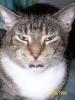 Cat Photos 2