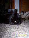 <img100*0:stuff/z/179797/Cat%2520Photos%25202/68.jpg>
