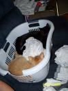 <img100*0:stuff/z/179797/Cat%2520Photos%25202/69.jpg>