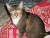 <img100*0:stuff/z/179797/Cat%2520Photos%25202/7.jpg>