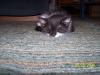 <img100*0:stuff/z/179797/Cat%2520Photos%25202/70.jpg>