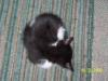 <img100*0:stuff/z/179797/Cat%2520Photos%25202/71.jpg>