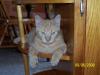 <img100*0:stuff/z/179797/Cat%2520Photos%25202/72.jpg>