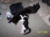 <img100*0:stuff/z/179797/Cat%2520Photos%25202/73.jpg>