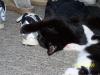 <img100*0:stuff/z/179797/Cat%2520Photos%25202/74.jpg>