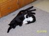 <img100*0:stuff/z/179797/Cat%2520Photos%25202/75.jpg>