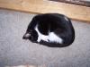 <img100*0:stuff/z/179797/Cat%2520Photos%25202/76.jpg>