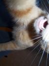 <img100*0:stuff/z/179797/Cat%2520Photos%25202/77.jpg>