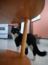 <img100*0:stuff/z/179797/Cat%2520Photos%25202/78.jpg>