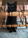 <img100*0:stuff/z/179797/Cat%2520Photos%25202/79.jpg>
