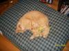 <img100*0:stuff/z/179797/Cat%2520Photos%25202/8.jpg>