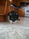 <img100*0:stuff/z/179797/Cat%2520Photos%25202/80.jpg>
