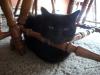 <img100*0:stuff/z/179797/Cat%2520Photos%25202/81.jpg>