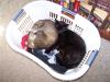 <img100*0:stuff/z/179797/Cat%2520Photos%25202/82.jpg>