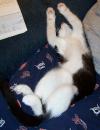 <img100*0:stuff/z/179797/Cat%2520Photos%25202/83.jpg>