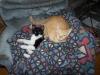 <img100*0:stuff/z/179797/Cat%2520Photos%25202/84.jpg>