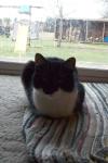 <img100*0:stuff/z/179797/Cat%2520Photos%25202/85.jpg>