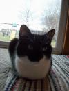 <img100*0:stuff/z/179797/Cat%2520Photos%25202/86.jpg>
