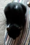 <img100*0:stuff/z/179797/Cat%2520Photos%25202/87.jpg>