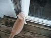 <img100*0:stuff/z/179797/Cat%2520Photos%25202/88.jpg>