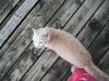 <img100*0:stuff/z/179797/Cat%2520Photos%25202/89.jpg>