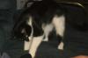 <img100*0:stuff/z/179797/Cat%2520Photos%25202/9.jpg>