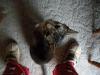 <img100*0:stuff/z/179797/Cat%2520Photos%25202/90.jpg>