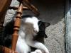 <img100*0:stuff/z/179797/Cat%2520Photos%25202/91.jpg>