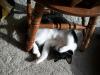 <img100*0:stuff/z/179797/Cat%2520Photos%25202/92.jpg>