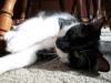 <img100*0:stuff/z/179797/Cat%2520Photos%25202/93.jpg>