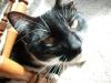 <img100*0:stuff/z/179797/Cat%2520Photos%25202/94.jpg>