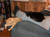 <img100*0:stuff/z/179797/Cat%2520Photos%25202/95.jpg>