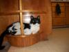 <img100*0:stuff/z/179797/Cat%2520Photos%25202/96.jpg>