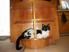 <img100*0:stuff/z/179797/Cat%2520Photos%25202/97.jpg>