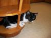 <img100*0:stuff/z/179797/Cat%2520Photos%25202/98.jpg>