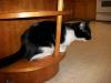 <img100*0:stuff/z/179797/Cat%2520Photos%25202/99.jpg>