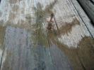 <img0*100:stuff/z/179797/Dragonfly%2520Photos/1.jpg>