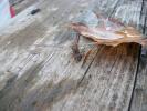 <img0*100:stuff/z/179797/Dragonfly%2520Photos/10.jpg>
