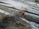 <img0*100:stuff/z/179797/Dragonfly%2520Photos/11.jpg>