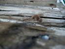 <img0*100:stuff/z/179797/Dragonfly%2520Photos/12.jpg>