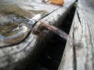 <img0*100:stuff/z/179797/Dragonfly%2520Photos/13.jpg>