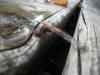 <img100*0:stuff/z/179797/Dragonfly%2520Photos/13.jpg>