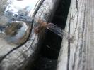 <img0*100:stuff/z/179797/Dragonfly%2520Photos/14.jpg>