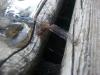 <img100*0:stuff/z/179797/Dragonfly%2520Photos/14.jpg>