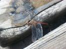 <img0*100:stuff/z/179797/Dragonfly%2520Photos/15.jpg>