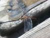 <img100*0:stuff/z/179797/Dragonfly%2520Photos/15.jpg>